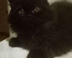 Кошки в Ковровом: Продаю котят персов. Мальчик, 3 000 руб. - фото 5