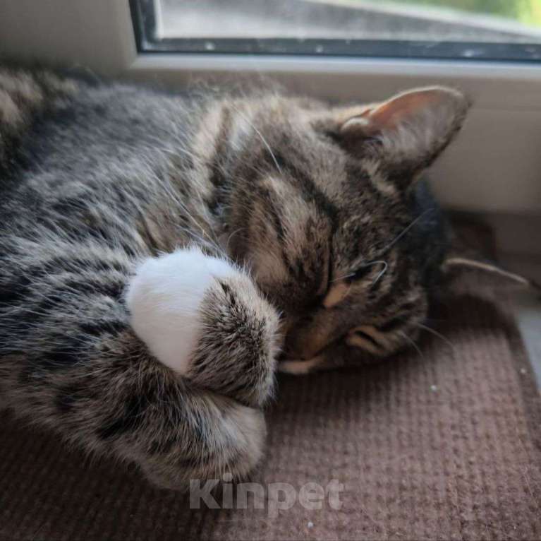 Кошки в Москве: Самая ласковая и человеколюбивая кошечка Сима ищет любящую семью 🤍 Девочка, Бесплатно - фото 3