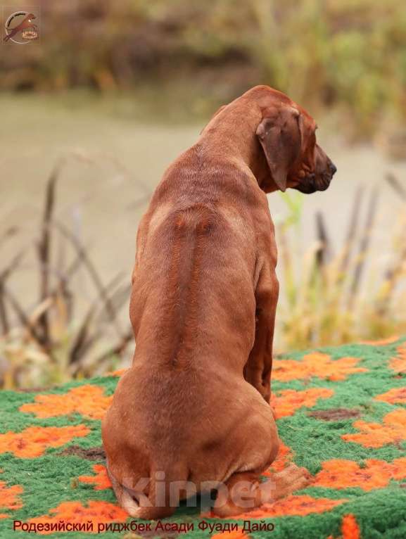 Собаки в Одинцово: Щенок родезийского риджбека. Мальчик. Мальчик, 150 000 руб. - фото 3