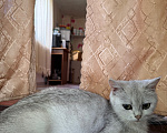 Кошки в Минеральном Воде: Котят шотландские прямоухие Мальчик, 5 000 руб. - фото 4