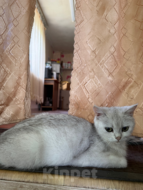 Кошки в Минеральном Воде: Котят шотландские прямоухие Мальчик, 5 000 руб. - фото 4