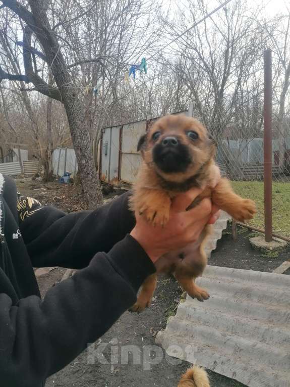 Собаки в Ставрополе: Отдам щенка в добрые руки Мальчик, Бесплатно - фото 1