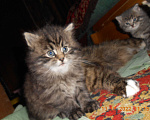Кошки в Химках: Мейн-кун+британец котята бесплатно Мальчик, Бесплатно - фото 5
