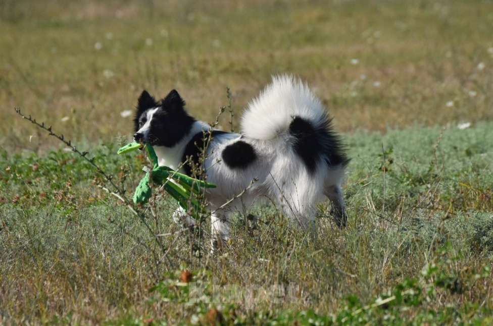Собаки в Москве: Ненецкая оленегонная лайка. Сука Цветик-Семицветик. Девочка, 50 000 руб. - фото 8