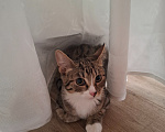 Кошки в Москве: Котёнок в добрые руки Девочка, Бесплатно - фото 10