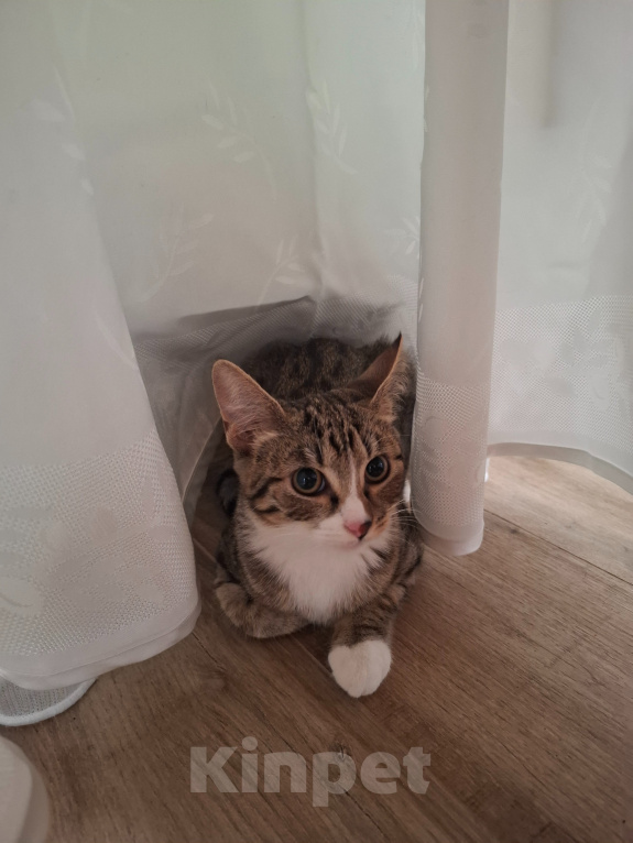Кошки в Москве: Котёнок в добрые руки Девочка, Бесплатно - фото 10