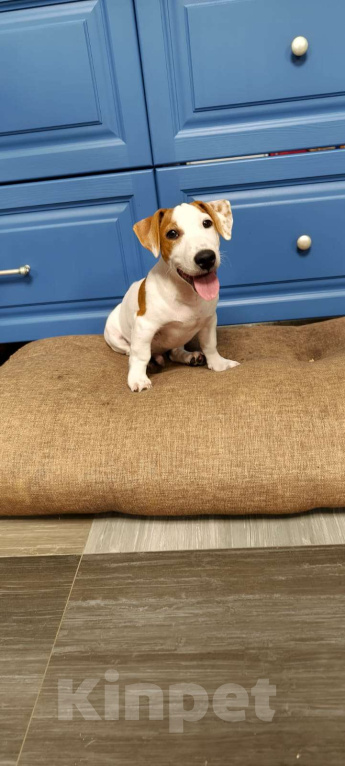 Собаки в Москве: Визор Мальчик, 50 000 руб. - фото 4