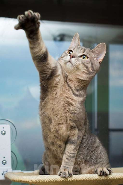 Кошки в Москве: Красавец серо-голубой котик-подросток Костя в добрые руки Мальчик, 1 руб. - фото 6