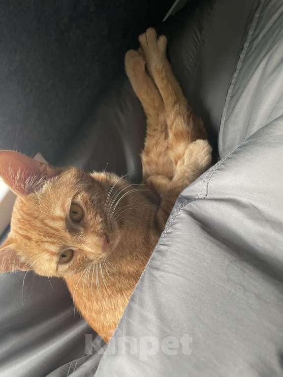 Кошки в Астрахани: ПРОПАЛ РЫЖИЙ КОТ Мальчик, 1 000 руб. - фото 5