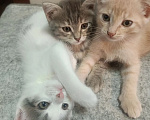 Кошки в Омске: Отдаю котят в добрые руки Разнополые, Бесплатно - фото 1