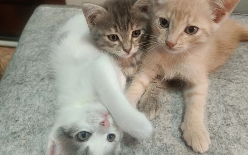 Отдаю котят в добрые руки