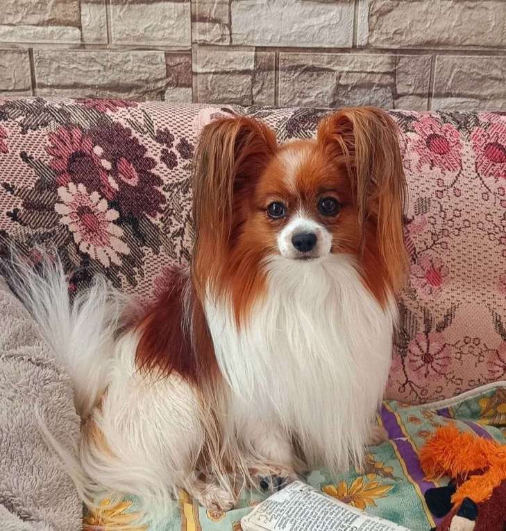 Собаки в Москве: Малышка-папийон интересного окраса Девочка, Бесплатно - фото 4