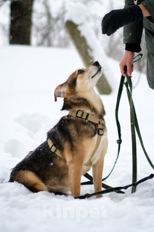 Собаки в Москве: Шуша Девочка, Бесплатно - фото 2