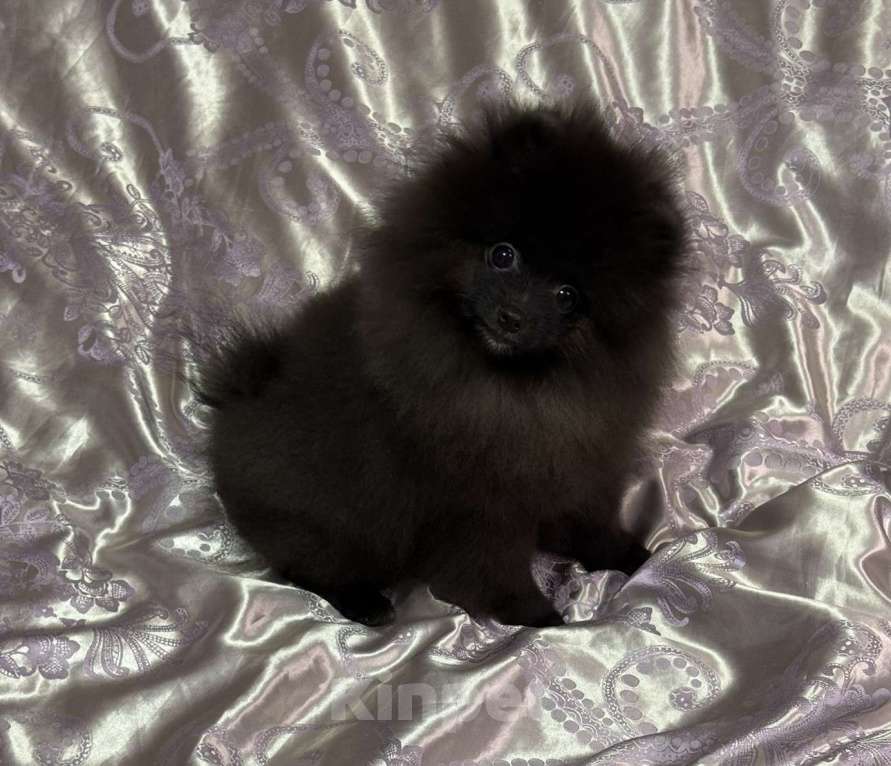 Собаки в Москве: Щенки померанский шпиц, кобель, черный Мальчик, 90 000 руб. - фото 8