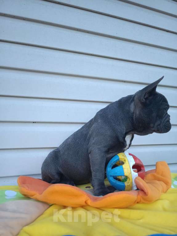 Собаки в других городах Ленинградской области: Щенки Мерлешки Девочки и Мальчики  Девочка, 40 000 руб. - фото 7