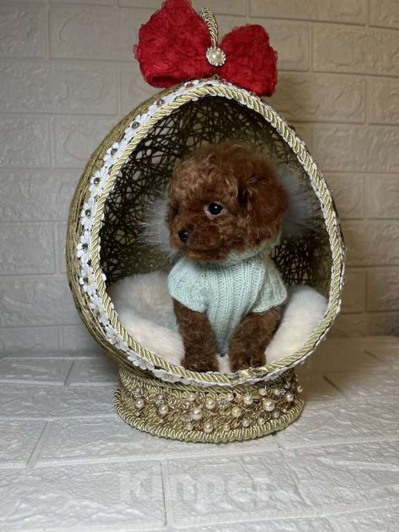 Собаки в Москве: Той пудель мальчики Мальчик, 130 000 руб. - фото 2