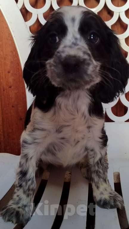 Собаки в Москве: Русский охотничий спаниель  Девочка, 35 000 руб. - фото 4