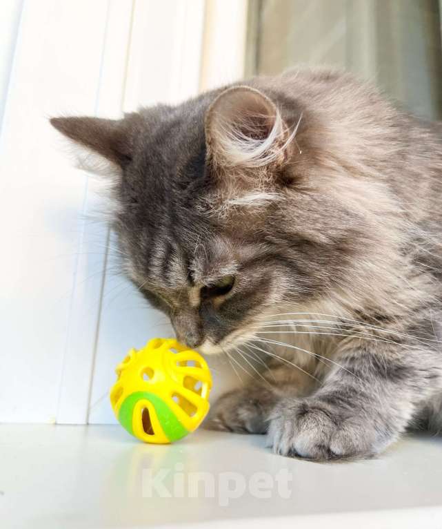 Кошки в Москве: Пушистый кот Цезарь в добрые руки  Мальчик, Бесплатно - фото 2