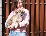 Собаки в Москве: Щеночек в добрые руки Девочка, Бесплатно - фото 2
