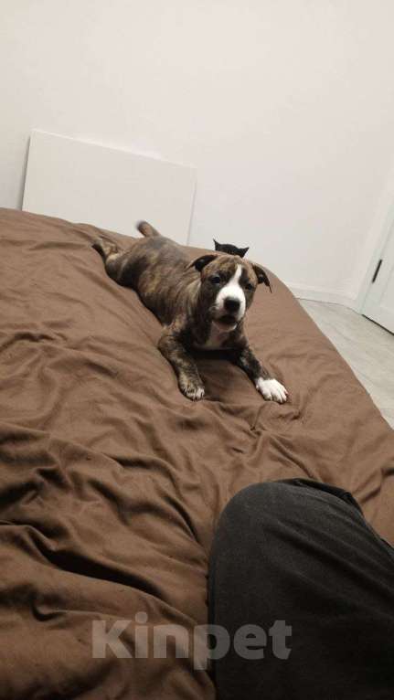 Собаки в Нерюнгри: продам породистого щенка Девочка, 25 000 руб. - фото 1