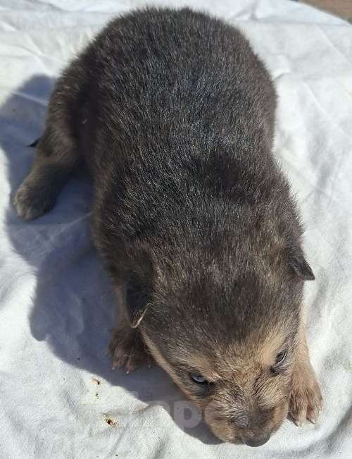 Собаки в других городах Московской области: Щенков хотят выбросить на помойку Мальчик, Бесплатно - фото 8