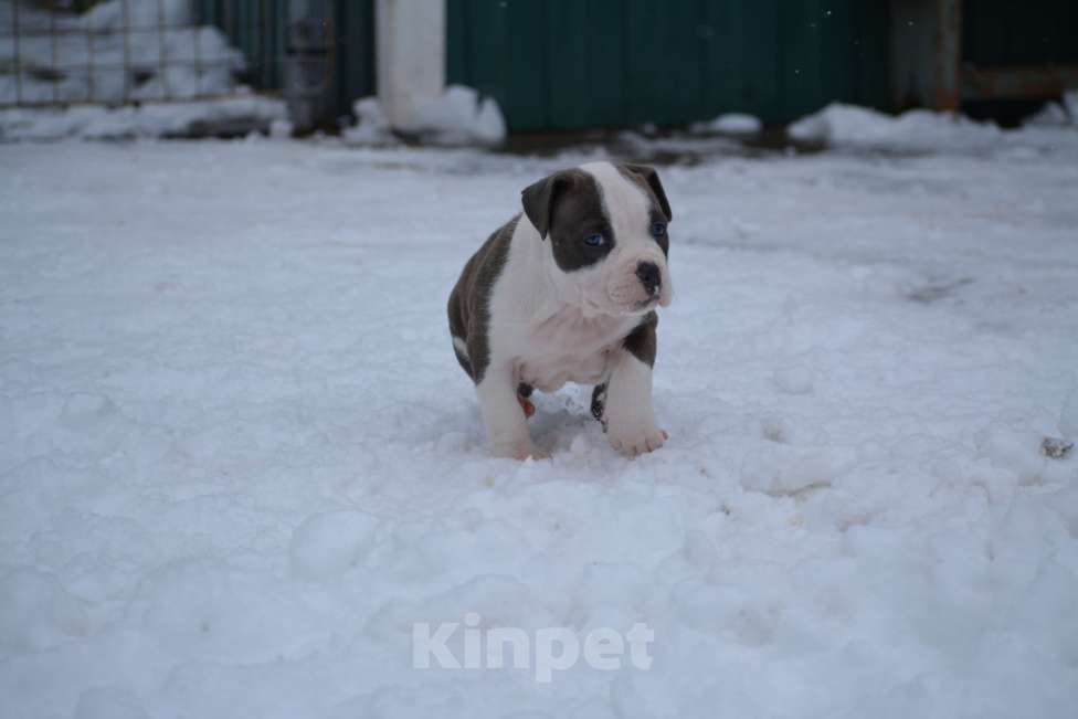 Собаки в Москве: Мальчик голубого с белым окраса Мальчик, 100 000 руб. - фото 2