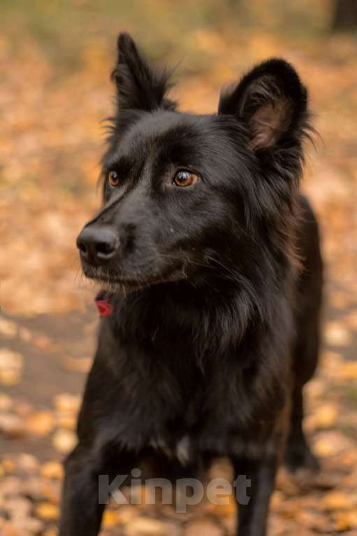 Собаки в Москве: Сакура Девочка, Бесплатно - фото 4