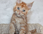 Кошки в Мурманске: Maine-coon Мальчик, 35 000 руб. - фото 6