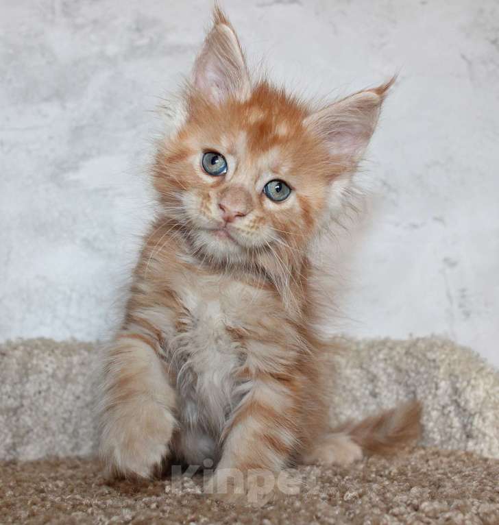 Кошки в Мурманске: Maine-coon Мальчик, 35 000 руб. - фото 6