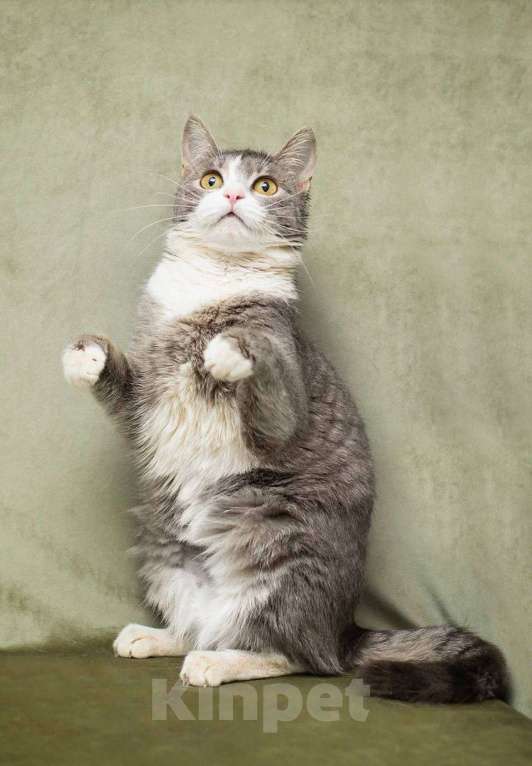 Кошки в Москве: Кошечка Бри ищет дом Девочка, Бесплатно - фото 2