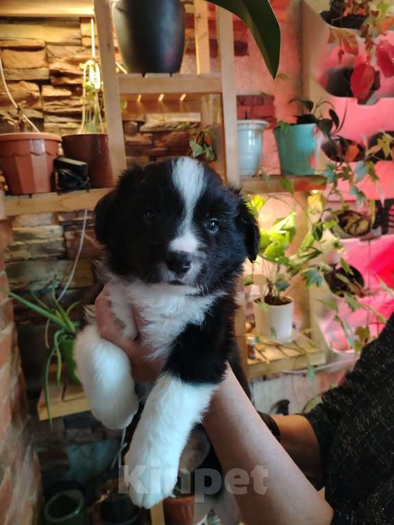Собаки в Первоуральске: Щенки бордер колли Мальчик, 100 000 руб. - фото 7