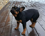 Собаки в Тюмени: французский бульдог мальчик Мальчик, Бесплатно - фото 5