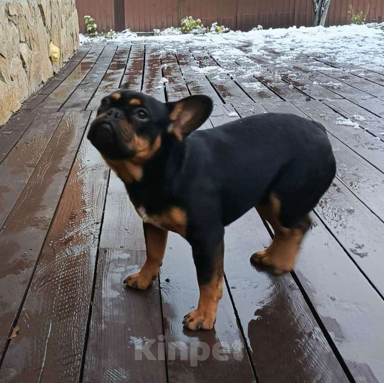 Собаки в Тюмени: французский бульдог мальчик Мальчик, Бесплатно - фото 5