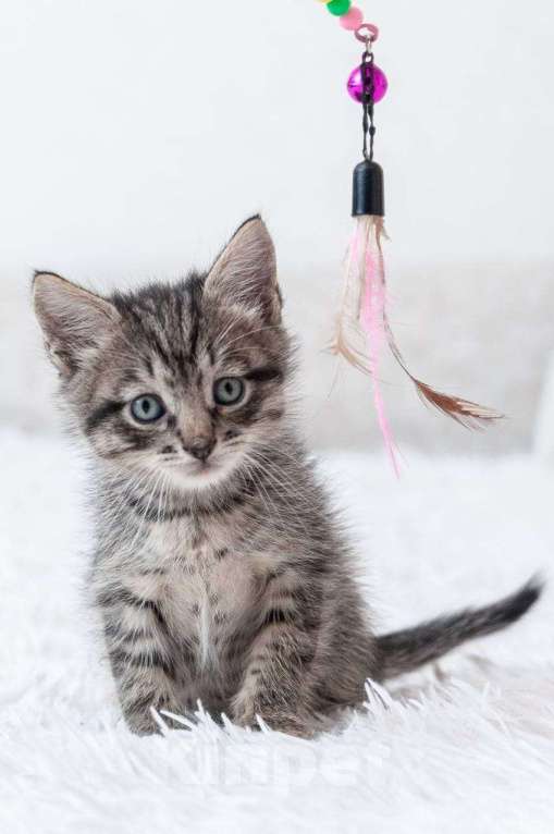 Кошки в Москве: Срочно ищут дом три малыша-солнышка.  Девочка, Бесплатно - фото 3