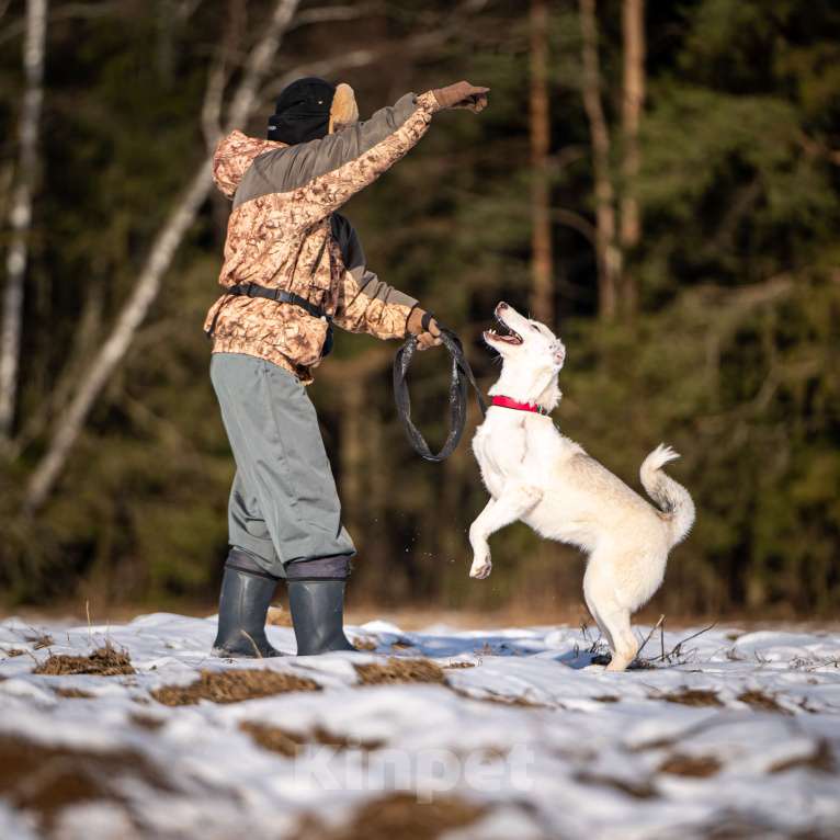 Собаки в Клине: Ванда — энергичная собачка Девочка, Бесплатно - фото 9