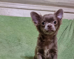 Собаки в Наро-Фоминске: Щенок чихуахуа лиловая девочка Девочка, 60 000 руб. - фото 2