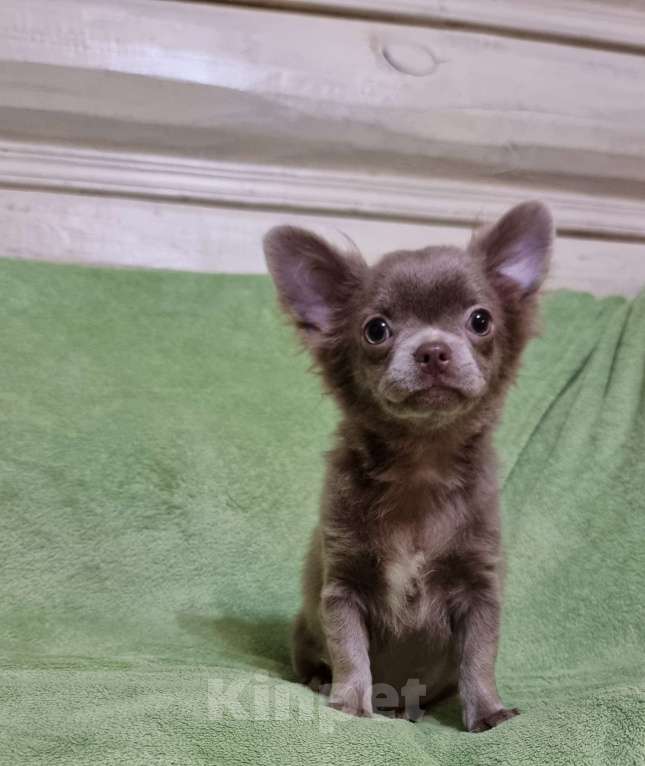 Собаки в Наро-Фоминске: Щенок чихуахуа лиловая девочка Девочка, 60 000 руб. - фото 2