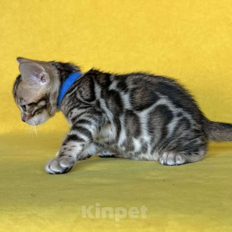 Кошки в Москве: Бенгальский котёнок с документами  Мальчик, 80 000 руб. - фото 5