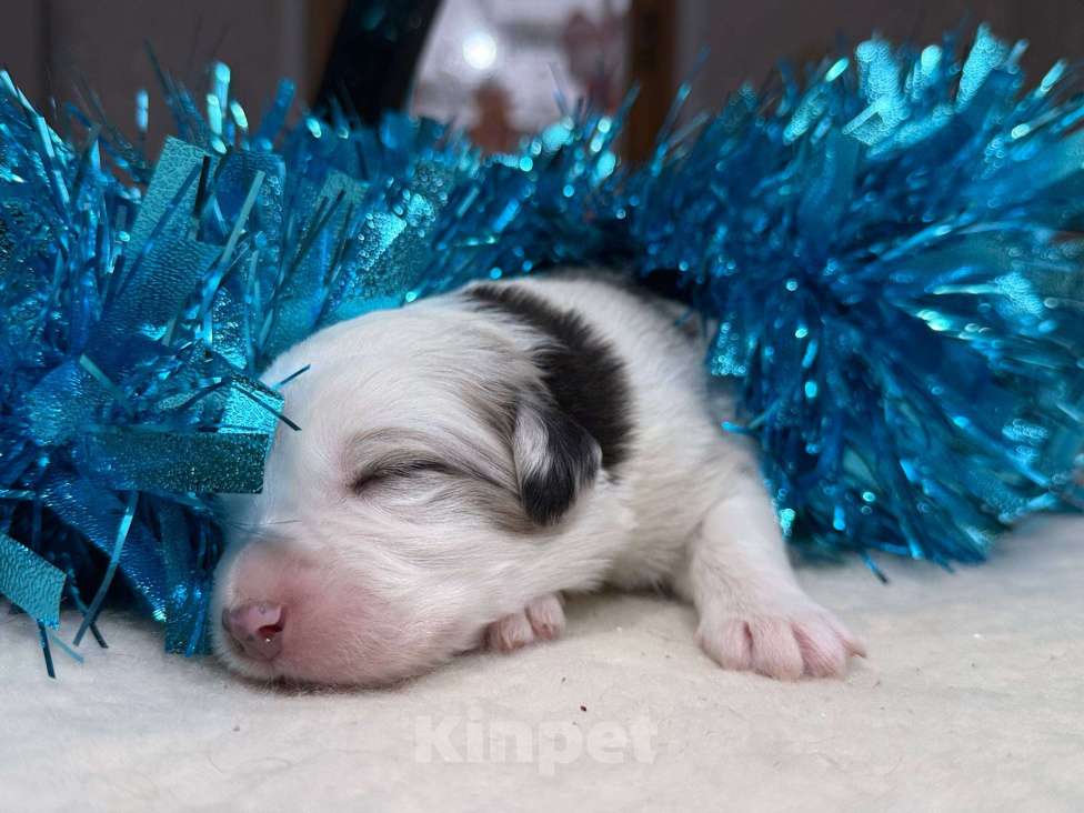 Собаки в других городах Московской области: Шарфик, брак под вопросом  Мальчик, 120 000 руб. - фото 7