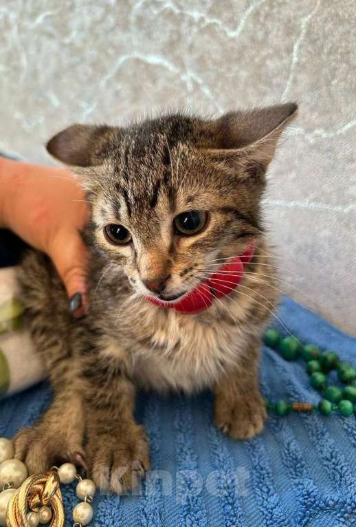 Кошки в Санкт-Петербурге: Малышка Ника ищет дом !  Девочка, Бесплатно - фото 2