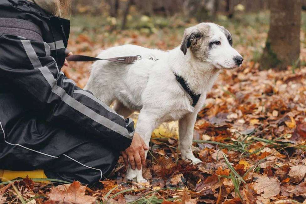 Собаки в Москве: Хёга - щенок 2 месяца, ищет дом  Мальчик, Бесплатно - фото 4