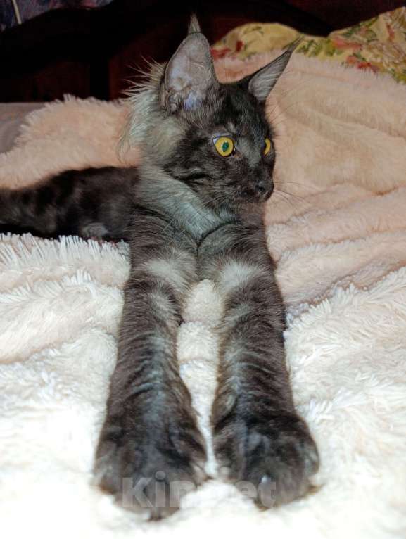 Кошки в Москве: Мейн кун чёрный дым Мальчик, 30 000 руб. - фото 5