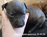 Собаки в других городах Московской области: Американский питбультерьер щенок девочка Девочка, 35 000 руб. - фото 1