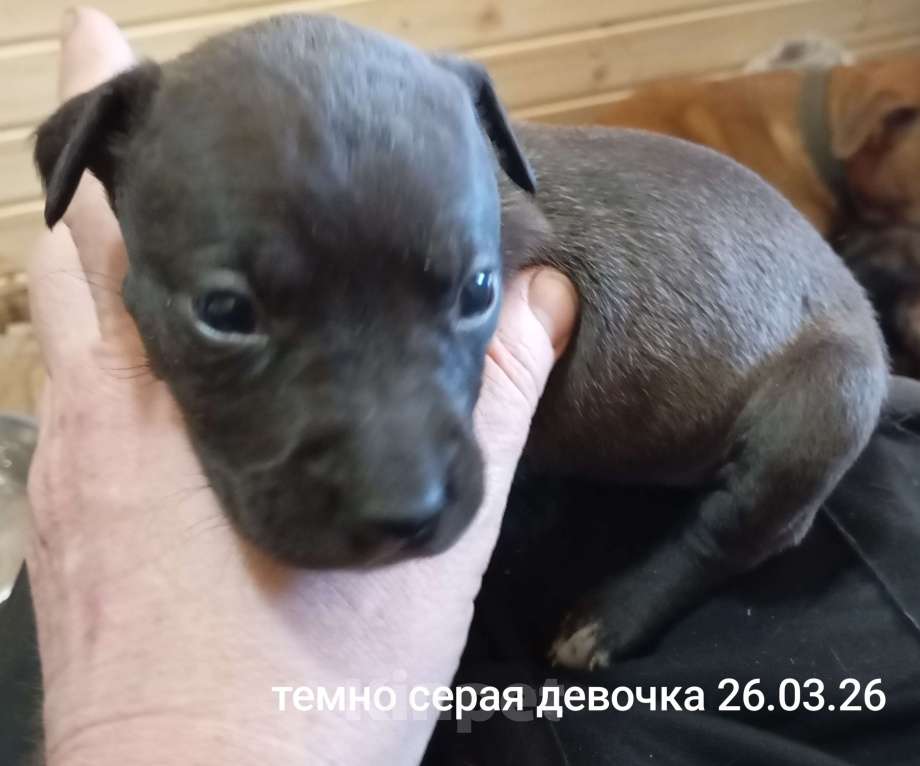 Собаки в других городах Московской области: Американский питбультерьер щенок девочка Девочка, 35 000 руб. - фото 1