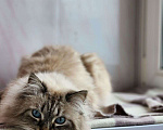 Кошки в Мытищах: Невский маскарадный котик Мальчик, Бесплатно - фото 2