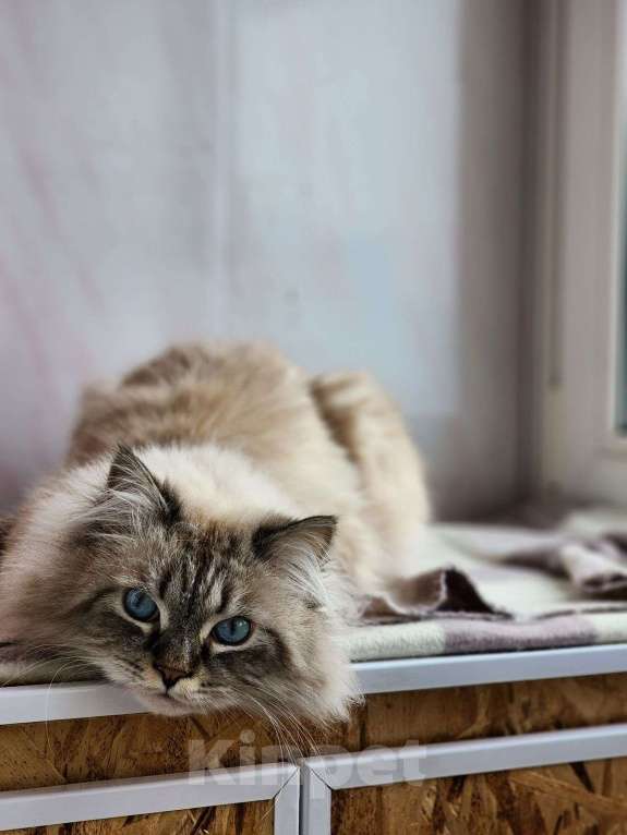 Кошки в Мытищах: Невский маскарадный котик Мальчик, Бесплатно - фото 2