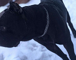 Собаки в Химках: Вязка чистокровный, 5 000 руб. - фото 3