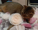 Кошки в Тюмени: Кошка смесь абесинки и шотландца, 10 руб. - фото 3