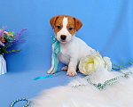 Собаки в Тюмени: Щенки Джек Рассел терьер мальчики и девочки Мальчик, 35 000 руб. - фото 1