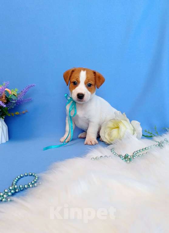 Собаки в Тюмени: Щенки Джек Рассел терьер мальчики и девочки Мальчик, 35 000 руб. - фото 1